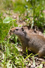 Naklejka premium interaction with squirrels human love hands feed food to small animal 