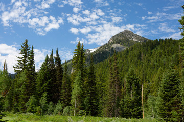 mountain green tree white cloud blue skyline beautiful scene 