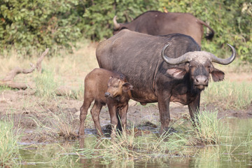Kaffernbüffel / Buffalo / Syncerus caffer........