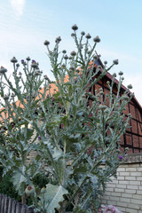 Gewöhnliche Eselsdistel (Onopordum acanthium)an einem Gartenzaun