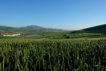 wide green farmland under sunny blue sky. blurred green wheat fields foreground. Natural...
