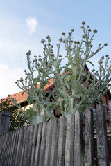 Gewöhnliche Eselsdistel (Onopordum acanthium)an einem Gartenzaun