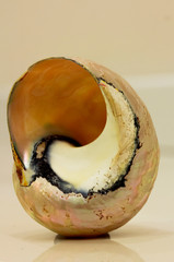 Sea Shell
