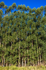 Fototapeta premium Forest of eucalyptus tree in Sao Paulo state, Brazil