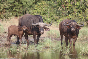 Kaffernbüffel / Buffalo / Syncerus caffer........