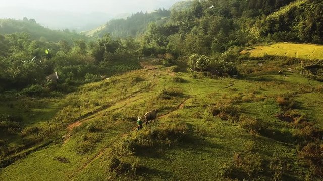 Asian local woman walking with water buffalo ,countryside, Seo My Ty reservoir, drone tracking shot