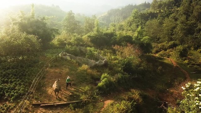 Sapa rice terraces, Unrecognizable Asian local woman walking with her buffalo ,countryside, Seo My Ty reservoir, drone dolly in shot