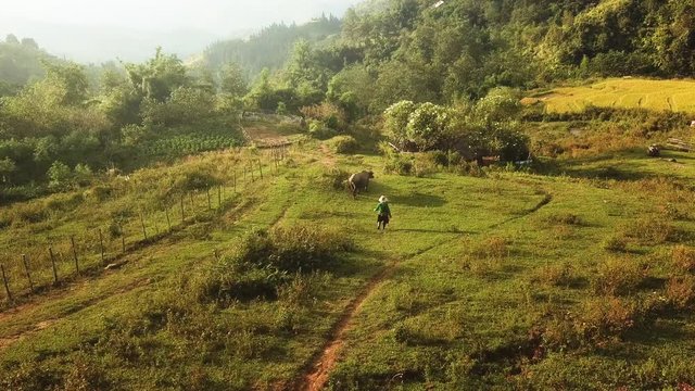 Unrecognizable Asian local woman walking with her buffalo ,countryside, Seo My Ty reservoir, Sapa rice terraces
