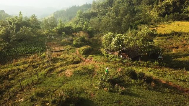 Sapa rice terraces, Unrecognizable Asian local woman walking with her buffalo ,countryside, Seo My Ty reservoir, drone dolly out shot