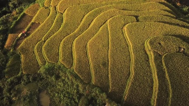 aerial high angle shot over the rice fields on terraces, ready for harvest, Seo My Ty reservoir, Moang Hoa valley, Vietnam