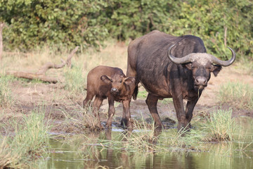 Kaffernbüffel / Buffalo / Syncerus caffer........