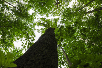 Fototapeta premium Trees from below with branches and green leaves against the bright sky background. View from below and shot upwards in a dense vegetation forest.