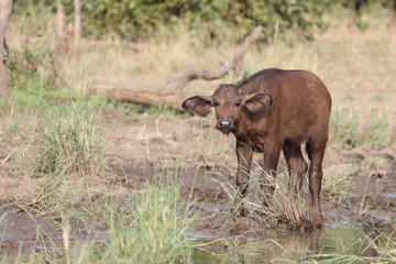 Kaffernbüffel / Buffalo / Syncerus caffer........