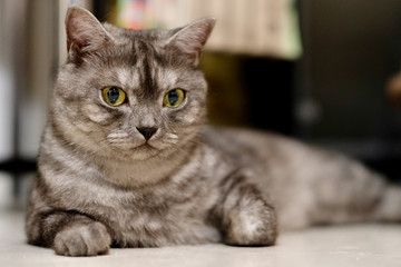 close up one gray British Shorthair cat lay on white ground at home. Blur background