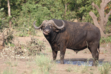 Fototapeta premium Kaffernbüffel / Buffalo / Syncerus caffer