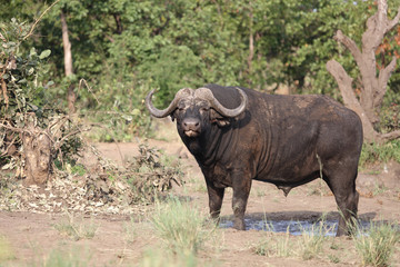 Kaffernb&uuml;ffel / Buffalo / Syncerus caffer