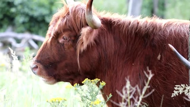 grazing scottish highland cattle cow