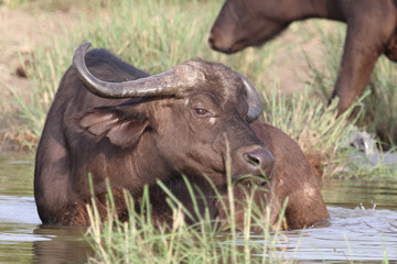 Kaffernb&uuml;ffel / Buffalo / Syncerus caffer