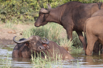 Obraz premium Kaffernbüffel / Buffalo / Syncerus caffer