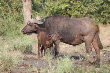 Fototapeta premium Kaffernbüffel / Buffalo / Syncerus caffer........
