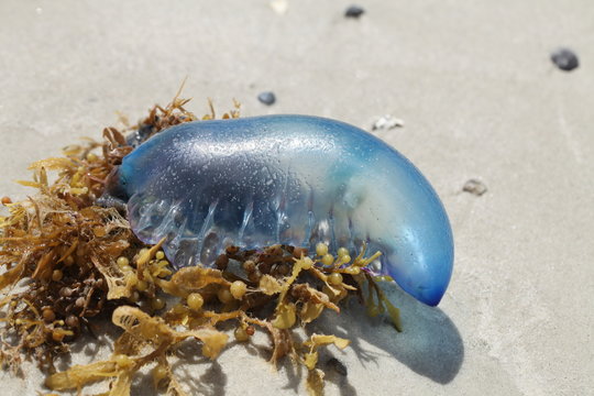 portuguese man-of-war on a beach
