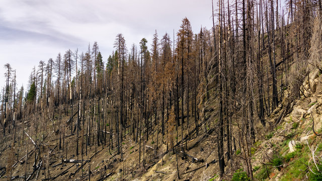 Burnt forest as result of the 2018 Ferguson wildfire in Yosemite National Park,  Sierra Nevada Mountains, California; this is becoming a common site in many of the parks across the west of the US