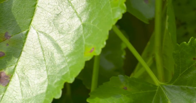 Cercospora rust spots on the leaves of a mulberry tree