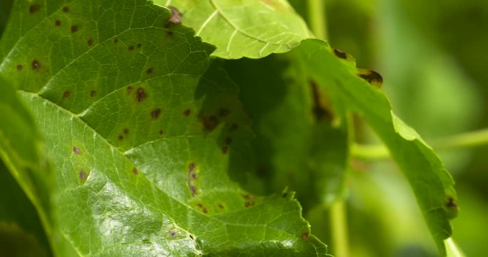 Close up, cercospora rust spots on the leaves of a mulberry tree