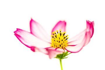 Single light purple and pink wild flower “Wild Cosmos Flower” (Cosmos bipinnatus) blooming during Spring and Summer closeup macro details photo isolated with soft focus white empty space background.