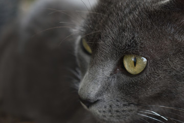 Gato gris 