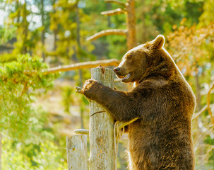 Niedźwiedź brunatny © Dreamnordno