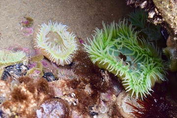 Naklejka na ściany i meble Sea Anemones in tidal pool 2
