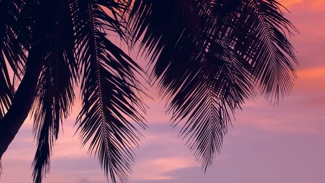 Sunset through coconut palm tree leaf silhouette. Travel destinations. Summer vacations