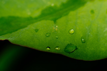 Fototapeta na wymiar raindrops on platanillo leaf