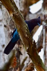 Steller's Jay looking down 2