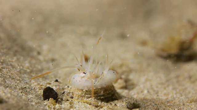Weird looking worm sea creature living in a hole underwater
