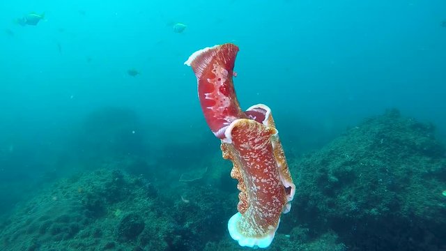 A flamboyant Nudibranch sea creature Spanish Dancer swimming vigorously in the ocean filmed in slow motion