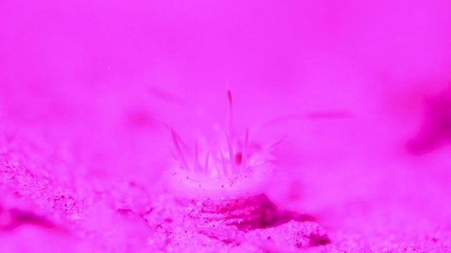 Weird alien looking sea creature filmed using changing coloured underwater lights