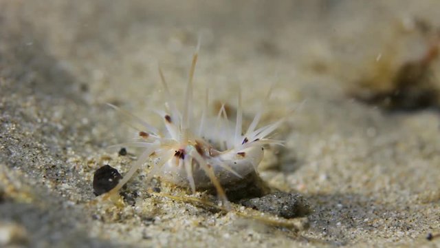 Weird alien looking sea creature filmed underwater with changing coloured lights