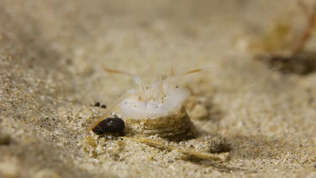 Weird looking worm sea creature appearing from a hole underwater