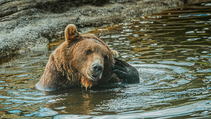 Niedźwiedź brunatny © Dreamnordno