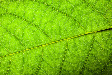 Natural green leaf fresh detailed rugged surface structure macro closeup photo with diagonal midrib leaf veins, grooves and imperfections as a nature texture ecology green biology background.