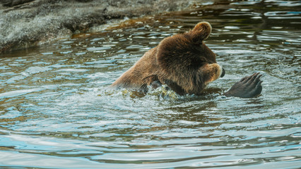 Niedźwiedź brunatny © Dreamnordno