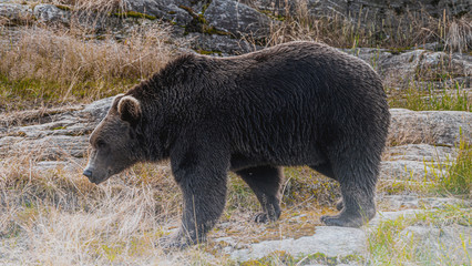 Niedźwiedź brunatny © Dreamnordno