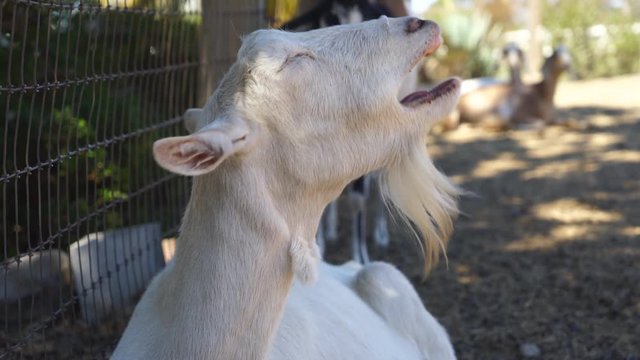 A goat yawns at an animal farm sanctuary. Shot in 4K.