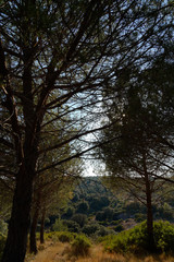 Pins dans la garrigue