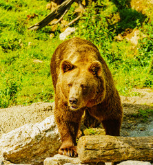 Niedźwiedź brunatny © Dreamnordno