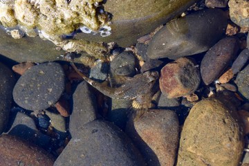 Sculpin in Tidal Pool 1