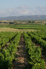 Fototapeta na wymiar Vignoble dans le sud de la France