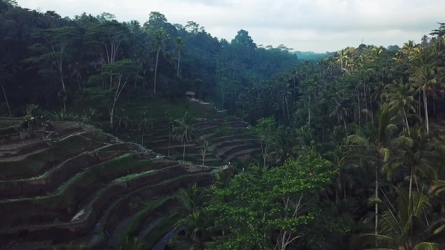 Rising Drone Shot revealing the beautiful Tegallalang Rice Terraces on a sunny morning.